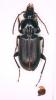 Pterostichus sp.